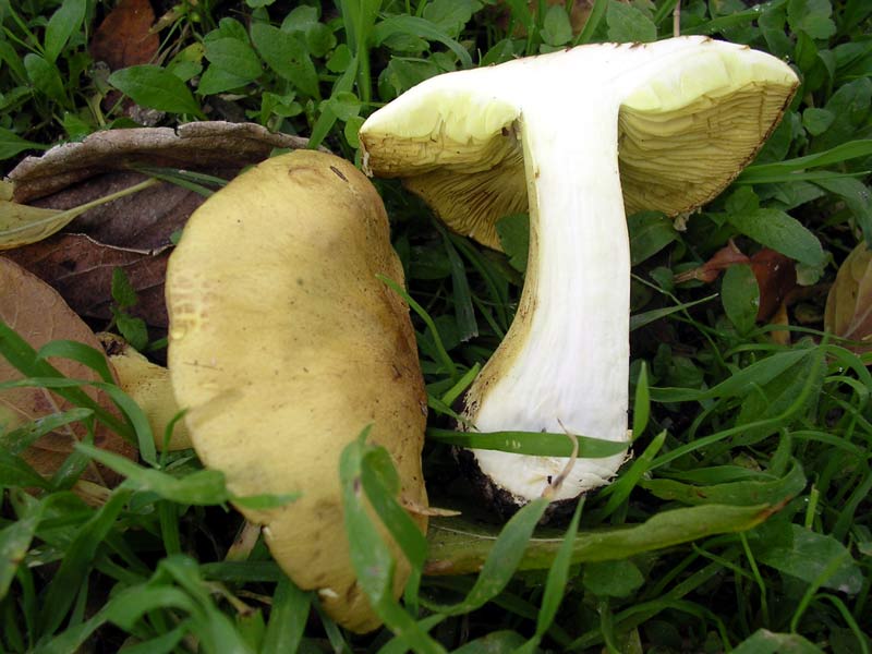 A proposito del Tricholoma equestre.